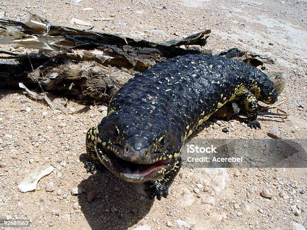 Tortail Lizard Stockfoto und mehr Bilder von Aas - Aas, Australien, Echse