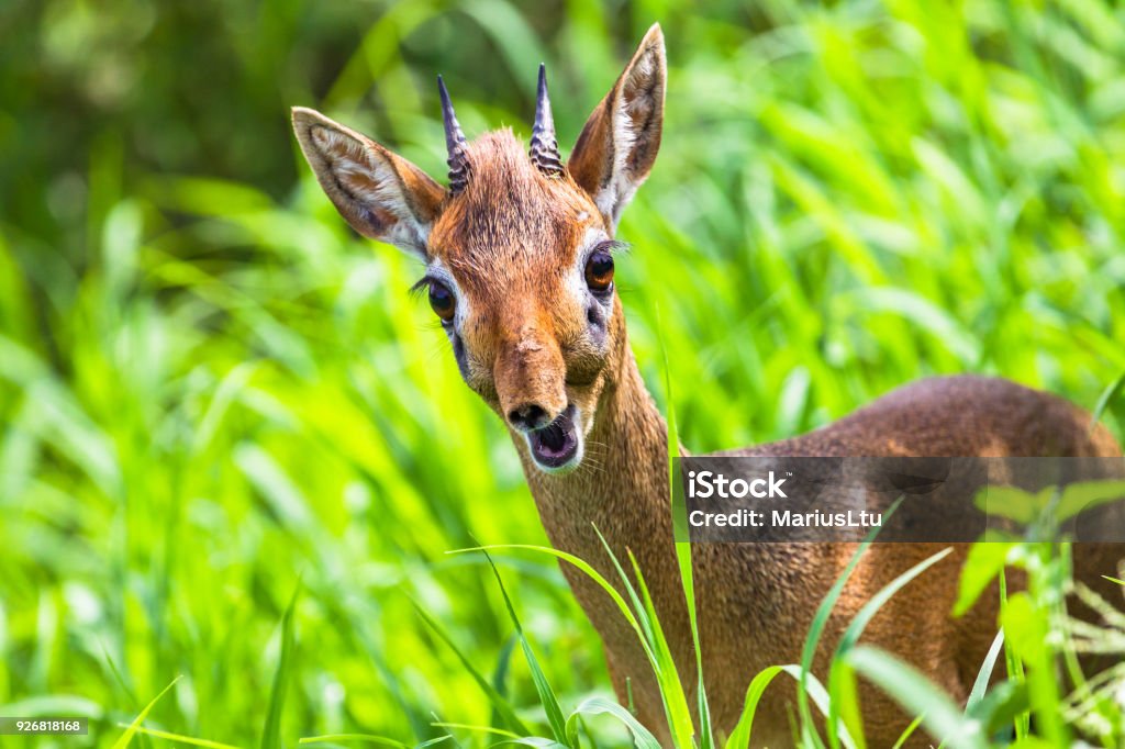 Dik dik antelope in Tarangire National Park, Tanzania. Dwarf Antelope Stock Photo
