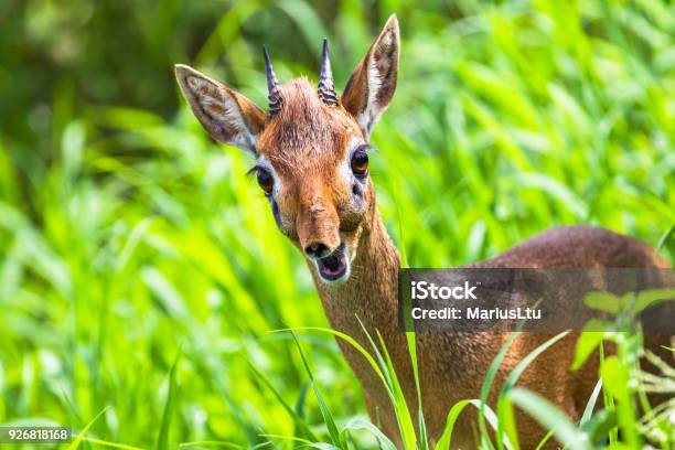 Dik Dik Antelope In Tarangire National Park Tanzania Stock Photo - Download Image Now