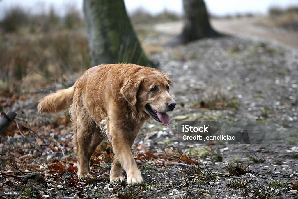 Perro Labrador dorado - Foto de stock de Aire libre libre de derechos