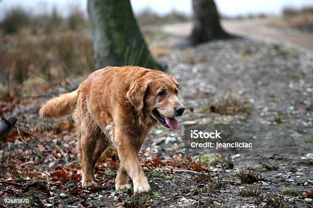 Perro Labrador Dorado Foto de stock y más banco de imágenes de Aire libre - Aire libre, Animal, Animal doméstico