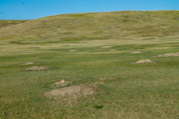 istock Prairie Dog town, Grasslands National Park, Saskatchewan, Canada 926822120