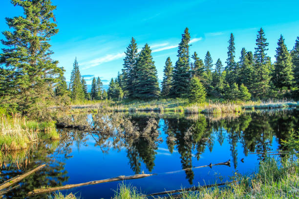 From the roadside, Riding Mountain National Park, Manitoba, Canada From the roadside, Riding Mountain National Park, Manitoba, Canada riding mountain national park stock pictures, royalty-free photos & images