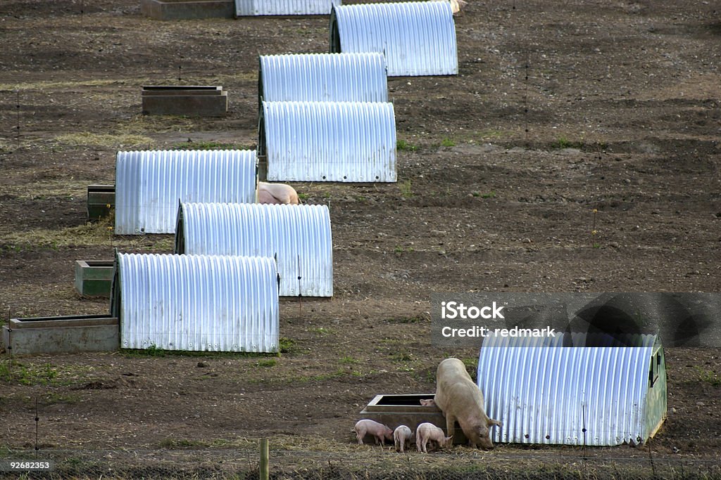 Sala de estar del cerdo's way - Foto de stock de Acero libre de derechos