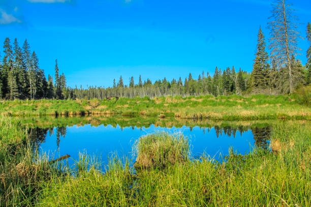 istock From the roadside, Riding Mountain National Park, Manitoba, Canada 926823556