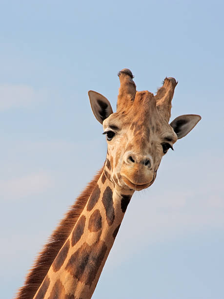 istock Neck to head giraffe looking at camera 92682442