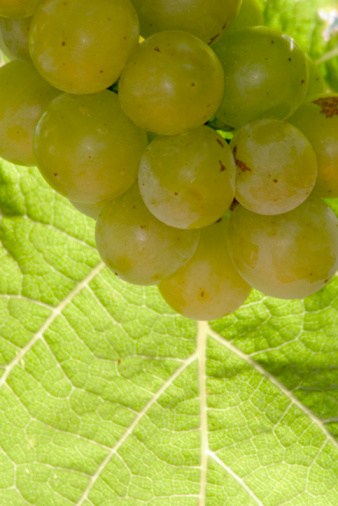 Green-mature muscat grapes.