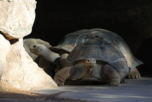 istock Animal - Galapagos Tortoise 92682746