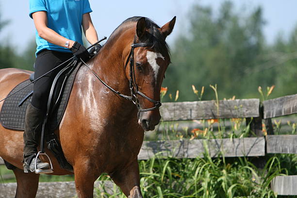 istock Bay horse and rider... 92682829