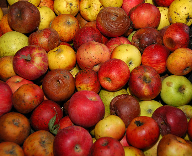 Apple Mix stock photo