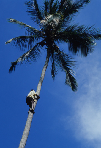 Palm tree silhouette standing tall against a clear blue sky, embodying the essence of tropical serenit