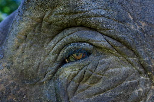 Close up shot (portrait) of an African elephant (Loxodonta africana) in the grassland near to Khwai river, Moremi National Park in Okavango Delta, Botswana, Africa.