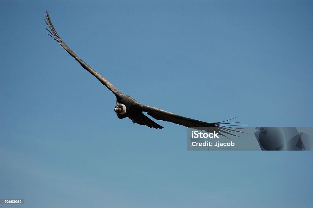 Большой птица - Стоковые фото В воздухе роялти-фри