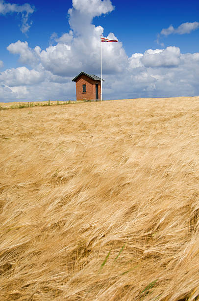 wheat field on blue sky background