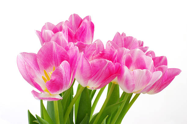 istock Lots of pink tulips 92683251