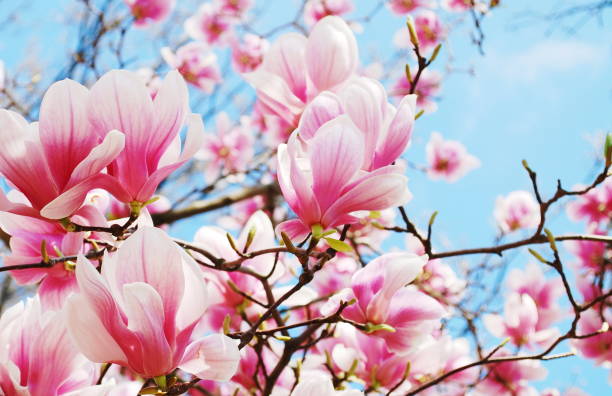 マグノリアの木の花 - magnolia pink flower isolated ストックフォトと画像