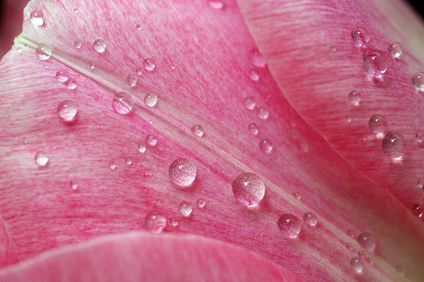 istock Lots of pink tulips's petals 92683323