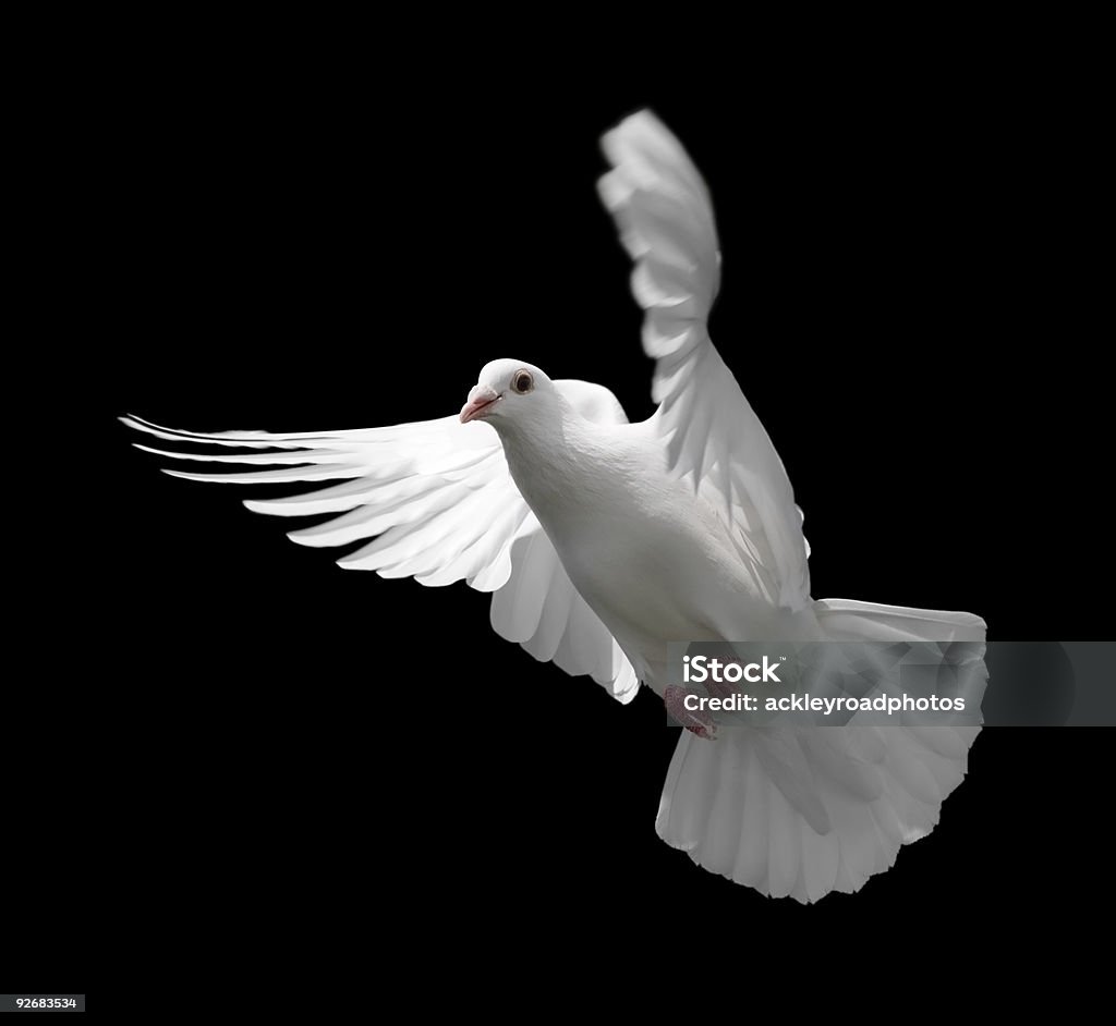 White Dove in Flight 9  Dove - Bird Stock Photo