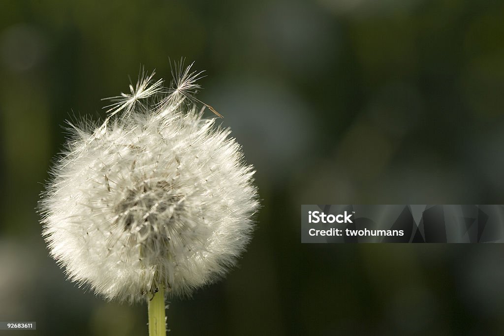 Diente de león flor abriéndose - Foto de stock de Agricultura libre de derechos