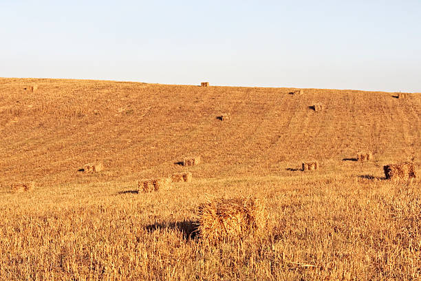 istock Straw bales on farmland with blue sky 92683704