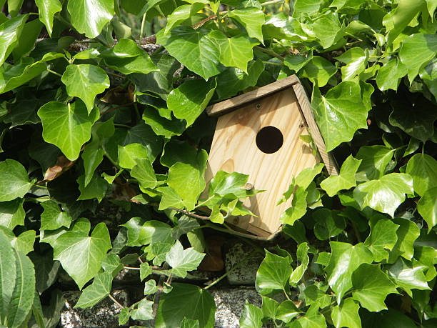 aviary on ivy-grown wall stock photo