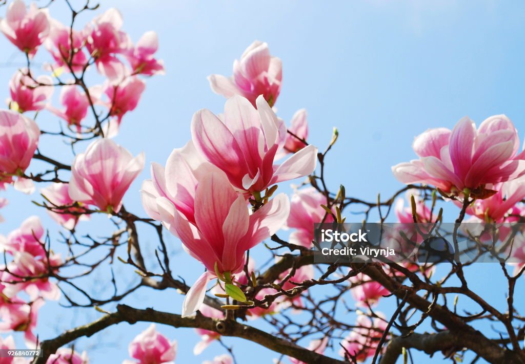 Magnolia tree Closeup magnolia tree blossom Backgrounds Stock Photo