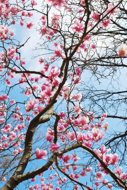 マグノリアの木 - magnolia pink flower isolated ストックフォトと画像