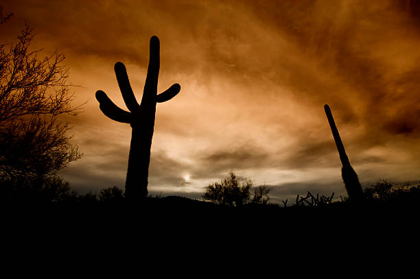 cactus siluetas en puesta de sol - cactus spine fotografías e imágenes de stock