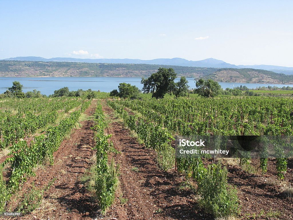 Azienda vinivola - Foto stock royalty-free di Agricoltura