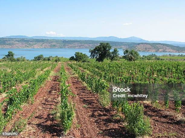 Azienda Vinivola - Fotografie stock e altre immagini di Agricoltura - Agricoltura, Ambientazione esterna, Azienda vinicola