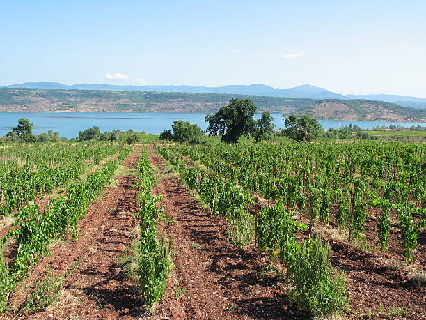 Vineyard stock photo