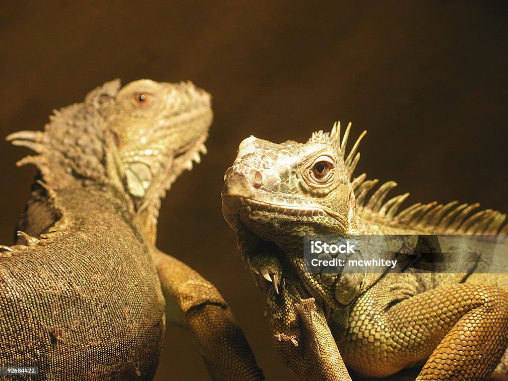 Iguana due volte - Foto stock royalty-free di Anfibio