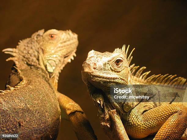 Iguana Due Volte - Fotografie stock e altre immagini di Anfibio - Anfibio, Animale, Animale da compagnia