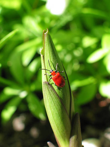 Lily Leaf Beatle stock photo