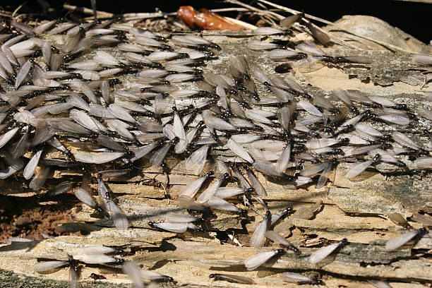 Close-up shot of dozens of termites swarming on wood stock photo