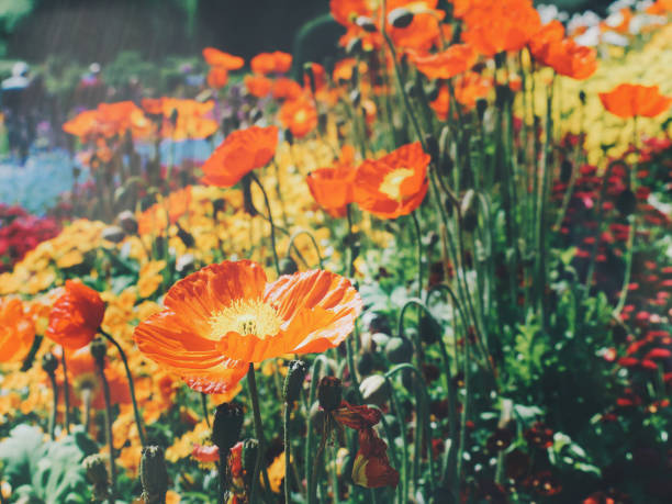 istock Colorful flower bed, island Mainau, Germany 926844822