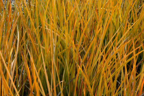 Cattails growing in the Marshlands of Hendrie Valley