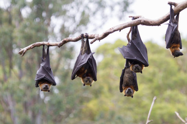 Grey Headed Flying Fox Close up of grey headed flying fox in Melbourne, Australia. flying fox photos stock pictures, royalty-free photos & images