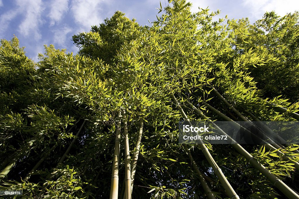 대나무 나무, 하판 보기 - 로열티 프리 0명 스톡 사진