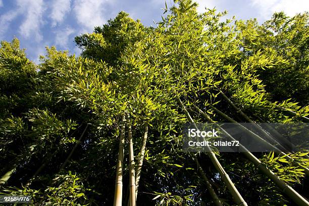 대나무 나무 하판 보기 0명에 대한 스톡 사진 및 기타 이미지 - 0명, 거대대나무, 나무