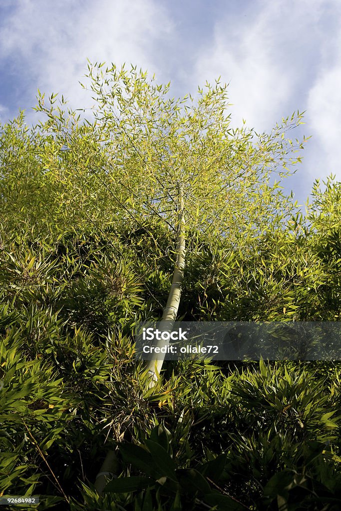 Arbre de bambou - Photo de Arbre libre de droits