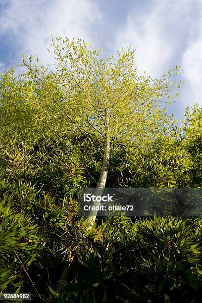 Photo libre de droit de Arbre De Bambou banque d'images et plus d'images libres de droit de Arbre - Arbre, Asie, Bambou