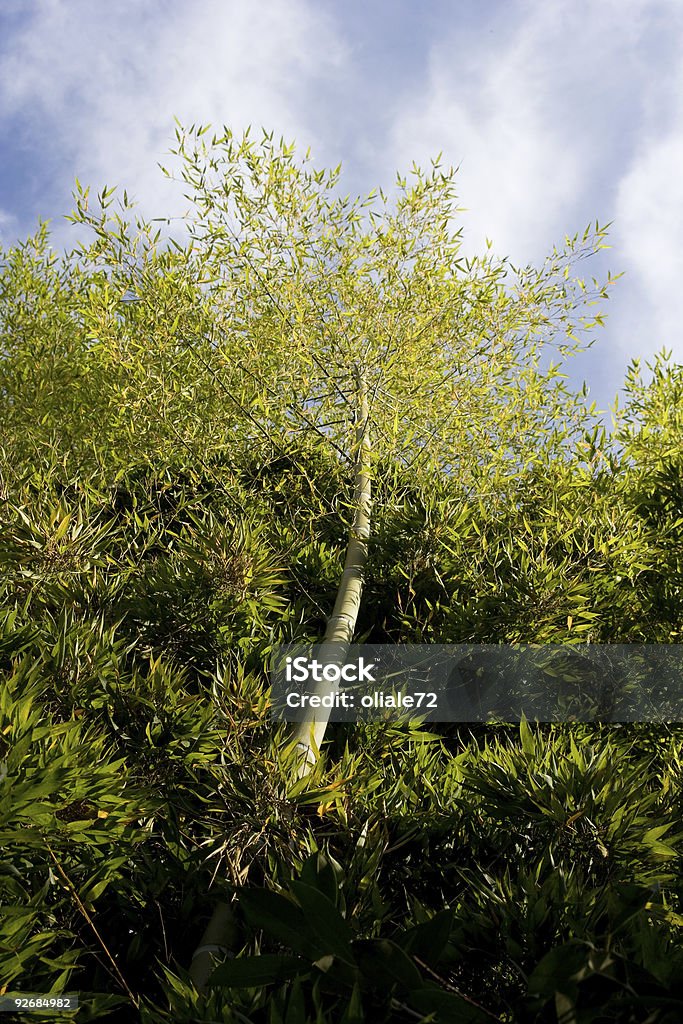 竹の木 - アジア大陸のロイヤリティフリーストックフォト