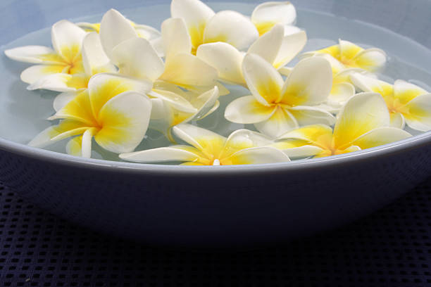 Close up of Plumeria or franginani flowers in nature