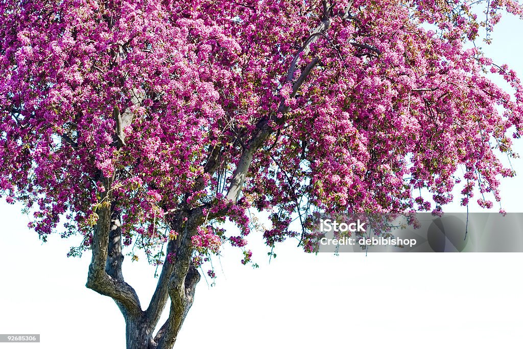 Blühenden Baum - Lizenzfrei Ast - Pflanzenbestandteil Stock-Foto