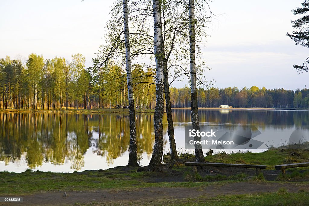 lago - Foto de stock de Abedul libre de derechos