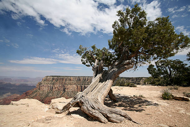 istock Tree in Grand Canyon, Arizona, USA 92685570