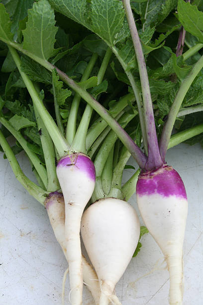 Organic bebé nabos com Verdes - fotografia de stock