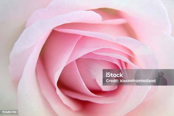 Pink Rose Foto de stock y más banco de imágenes de Color - Tipo de imagen - Color - Tipo de imagen, Detalle de primer plano, Foco difuso