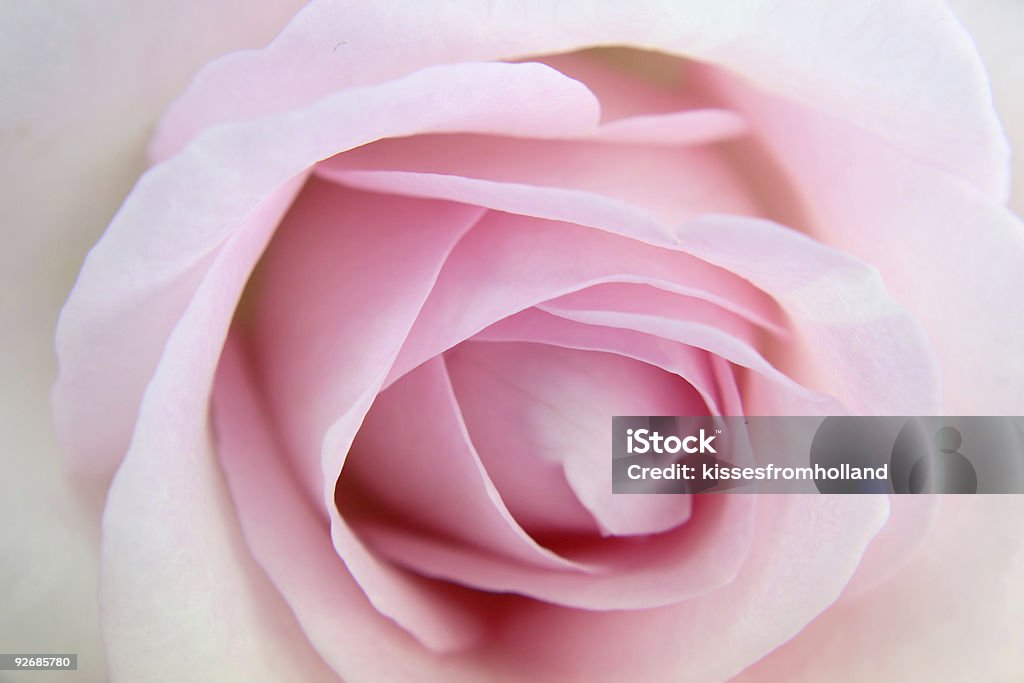 rose rosé - Photo de Douceur libre de droits